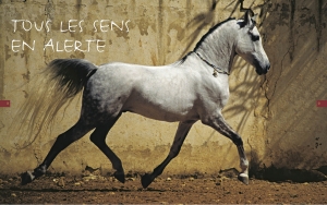 Au pays des chevaux - Éditions Milan