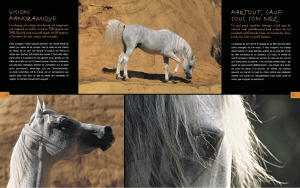 au pays chevaux3