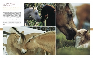 au pays chevaux4
