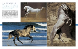 Au pays des chevaux - Éditions Milan
