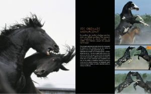 Au pays des chevaux - Éditions Milan