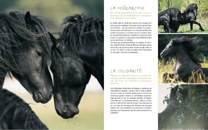au pays chevaux7