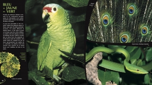 Les couleurs dans la nature