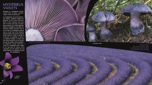 Les couleurs dans la nature