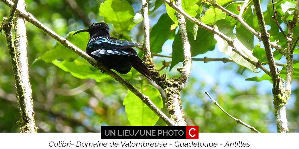 Guadeloupe colibri