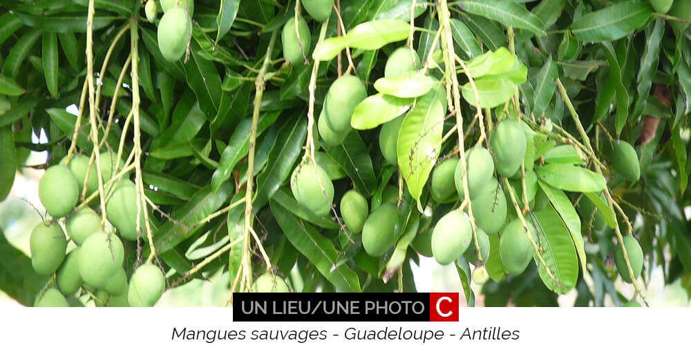 Guadeloupe mangues sauvages