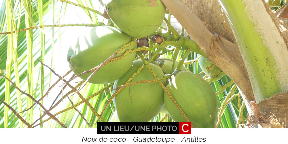 Guadeloupe noix de coco